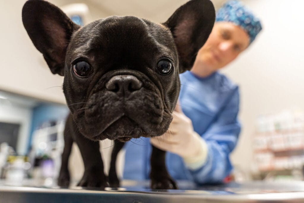 pet orthopedics website photoshoot 04.2025 08874